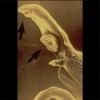 schistosoma01.jpg